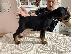 PoulaTo: Κουτάβια DOBERMAN